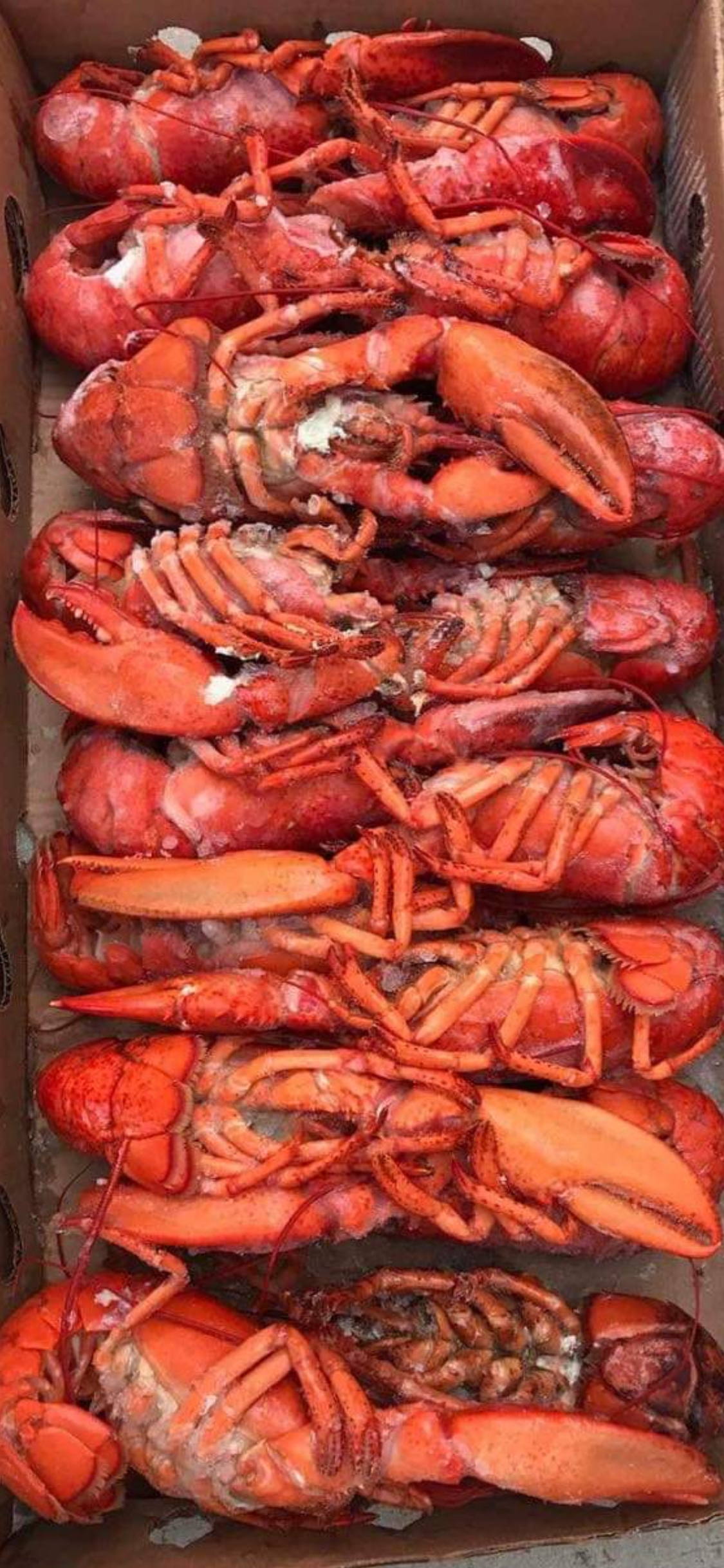 Lobsters 1 Box 13-15 Whole Pieces, Steamed/Frozen